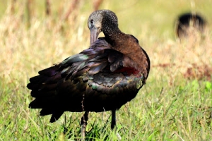 Morito común, Plegadis falcinellus. Glossy ibis.